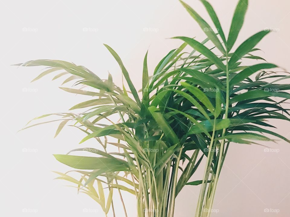Plant
