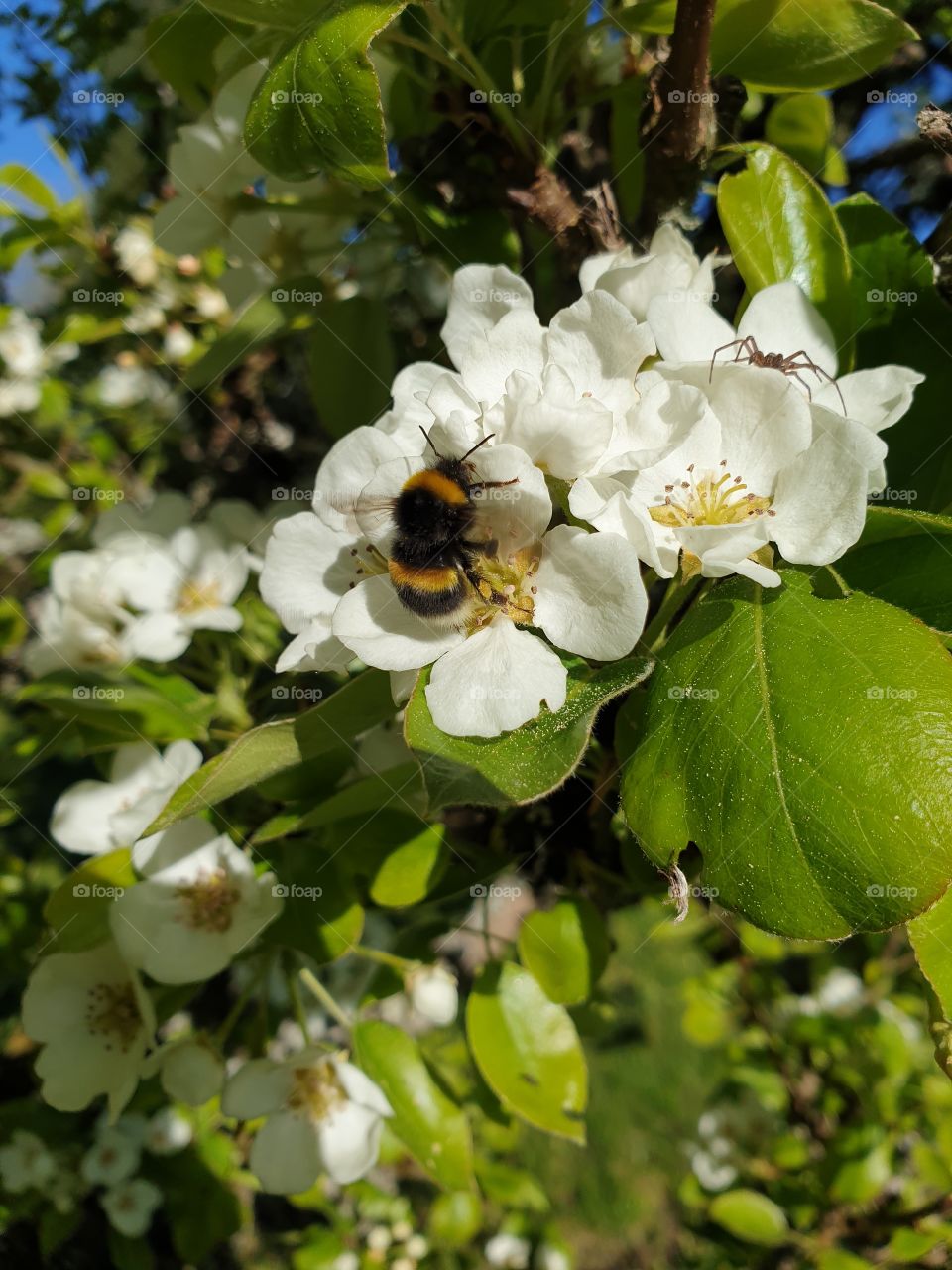 A bumblebee in a tree