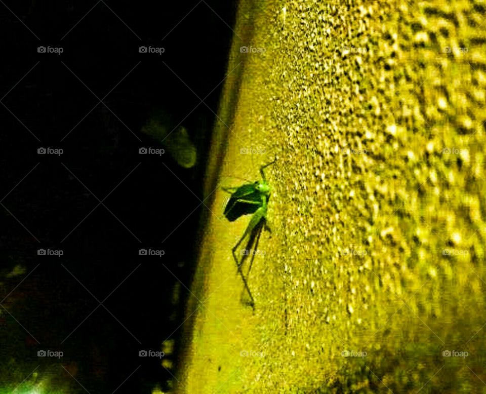 Night Grasshopper