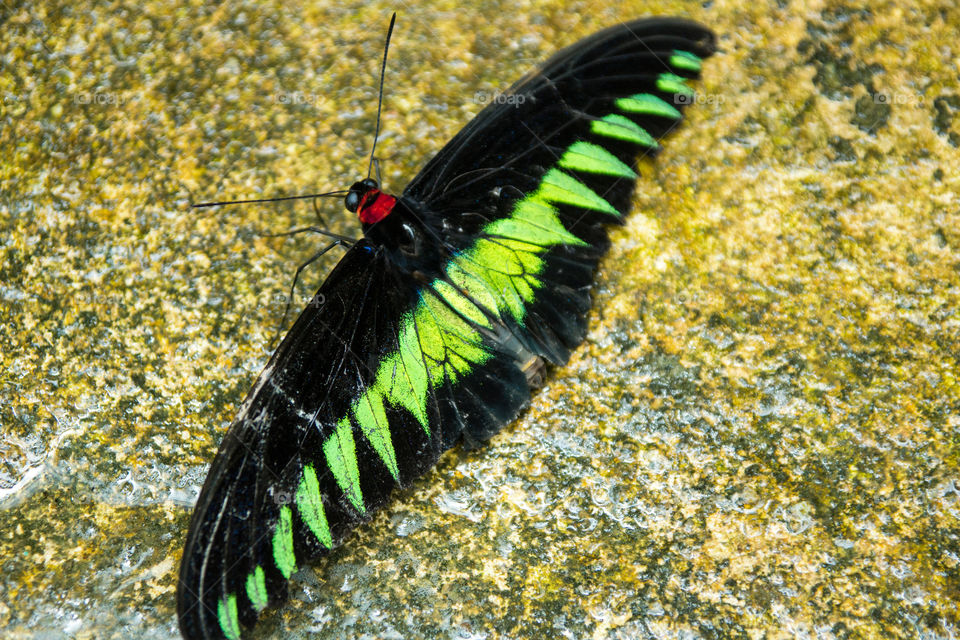 Huge Butterfly on a rock