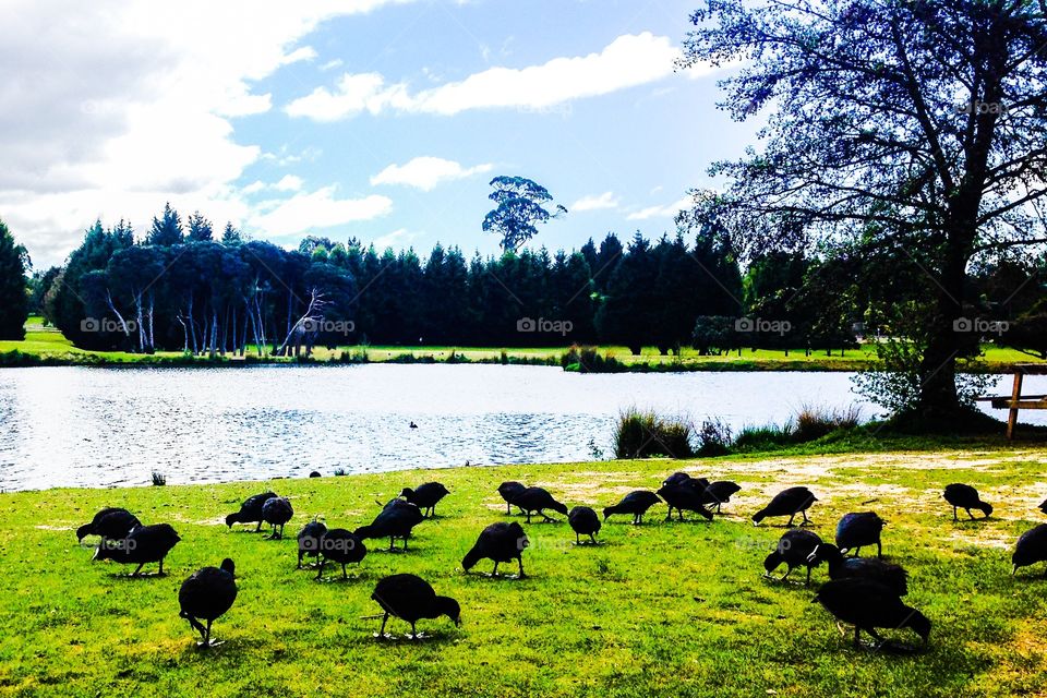 Birds birds everywhere. Birds feeding by the lake at swiss village, Tasmania