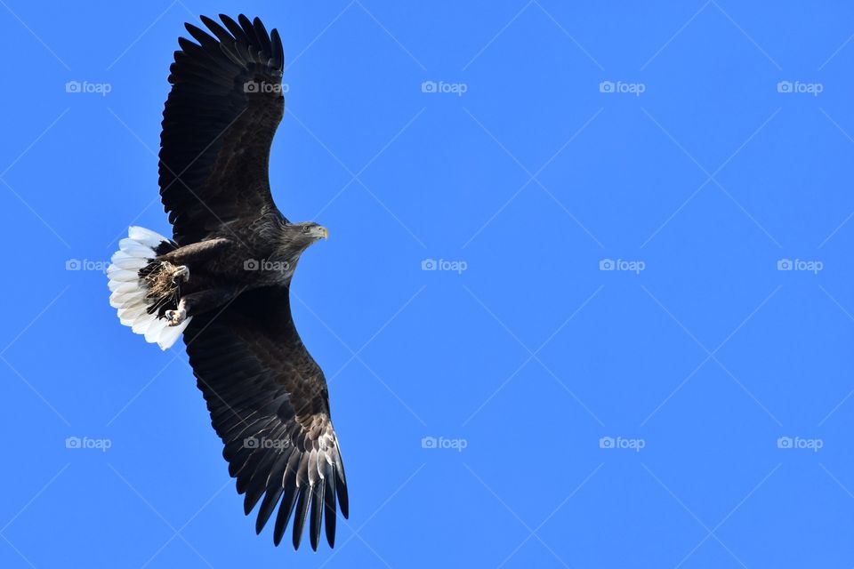 Magnificent sea eagle