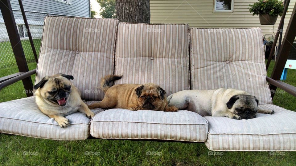 Lounging Pugs and a Griffon. Two pugs and a griffon lounging on a swing.