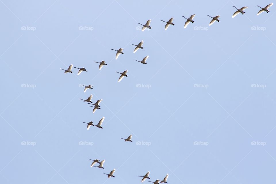 A flock of white swans flying in blue sky  - en flock vita svanar flyger mot blå himmel 