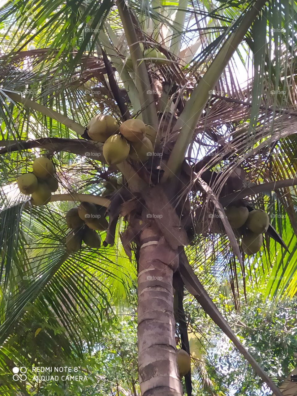 coconut tree
