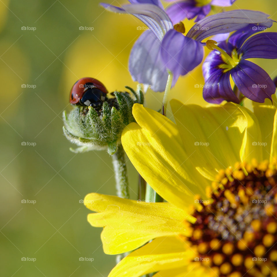 Ladybird wishfully thinking. 