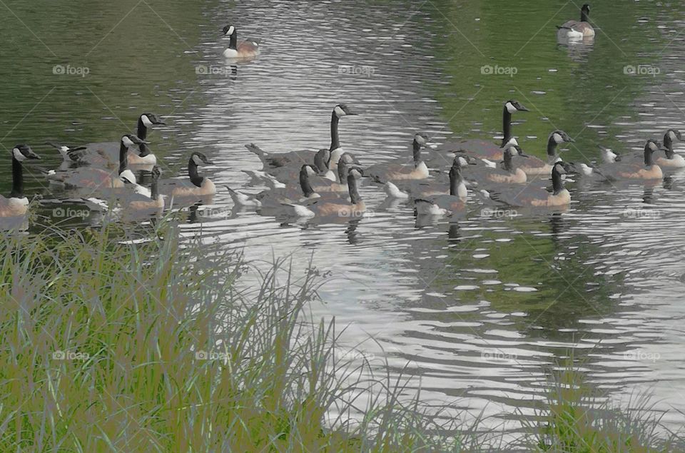 Canada geese