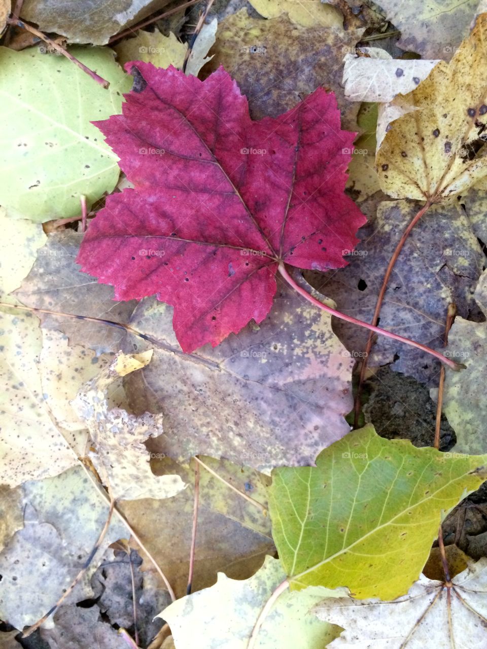 red maple leaf . red maple leaf in Fall season in Quebec Canada  