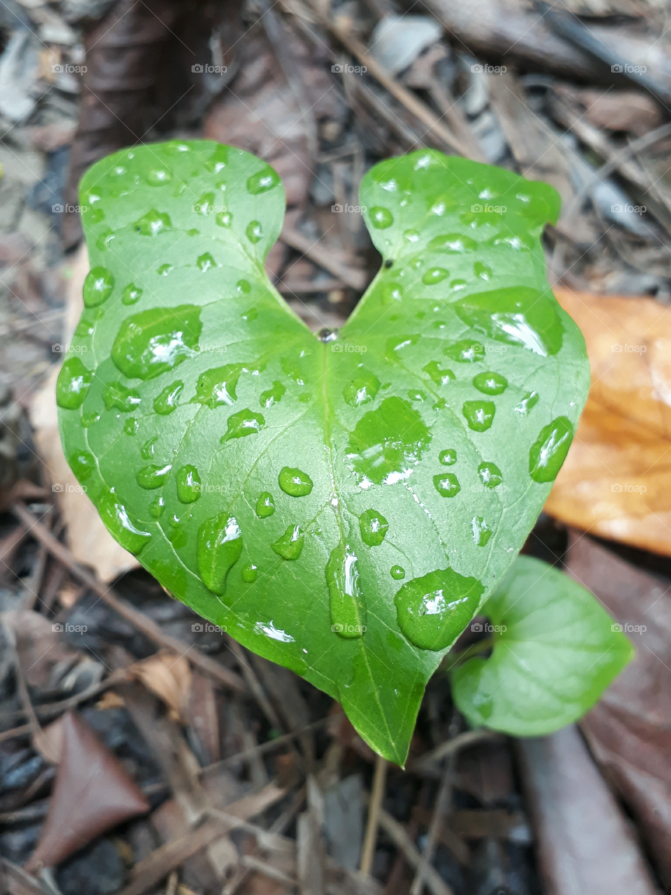 Arum leaf covered with few drop of Rain, Nature's magic :)