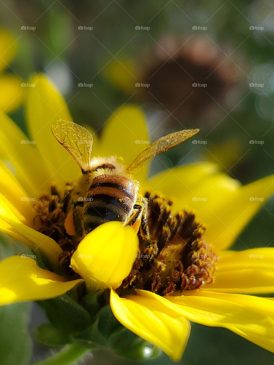 Pollinator bee