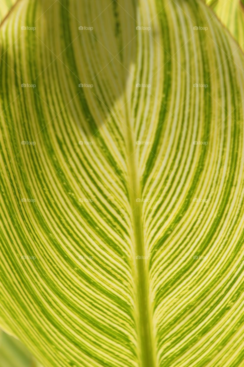 Striped leaf close up
