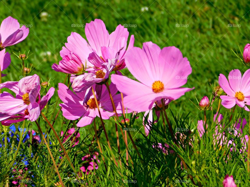 This is spring - The Pink Cosmos denotes all delicate things like love, kisses, and hugs. 