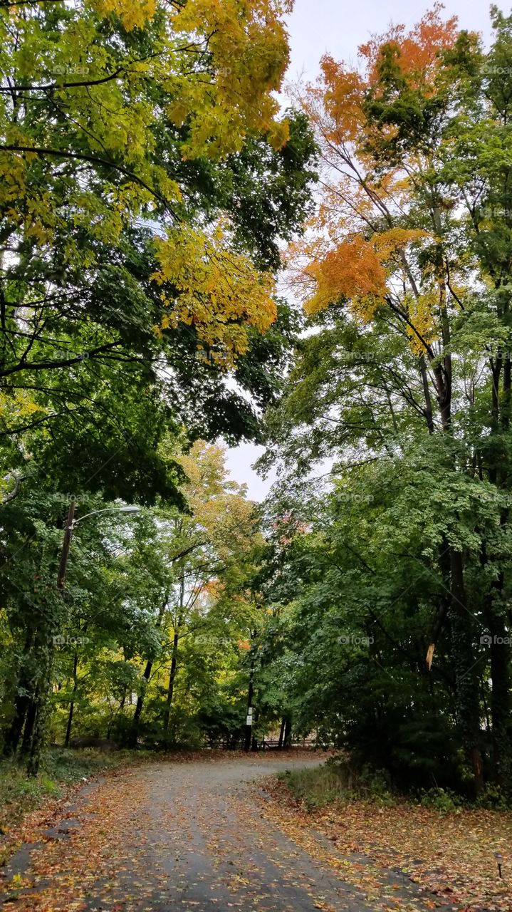 fall on a back road