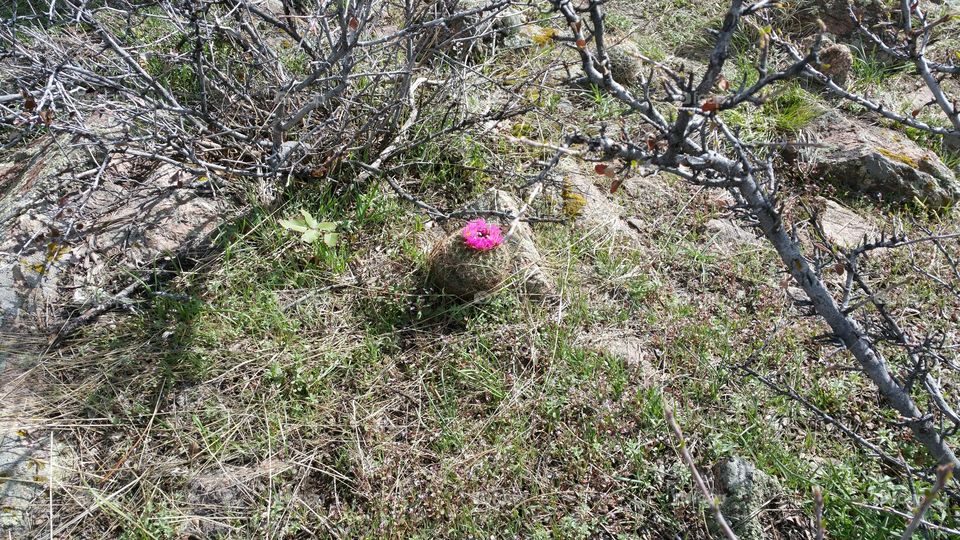 Lone Cactus