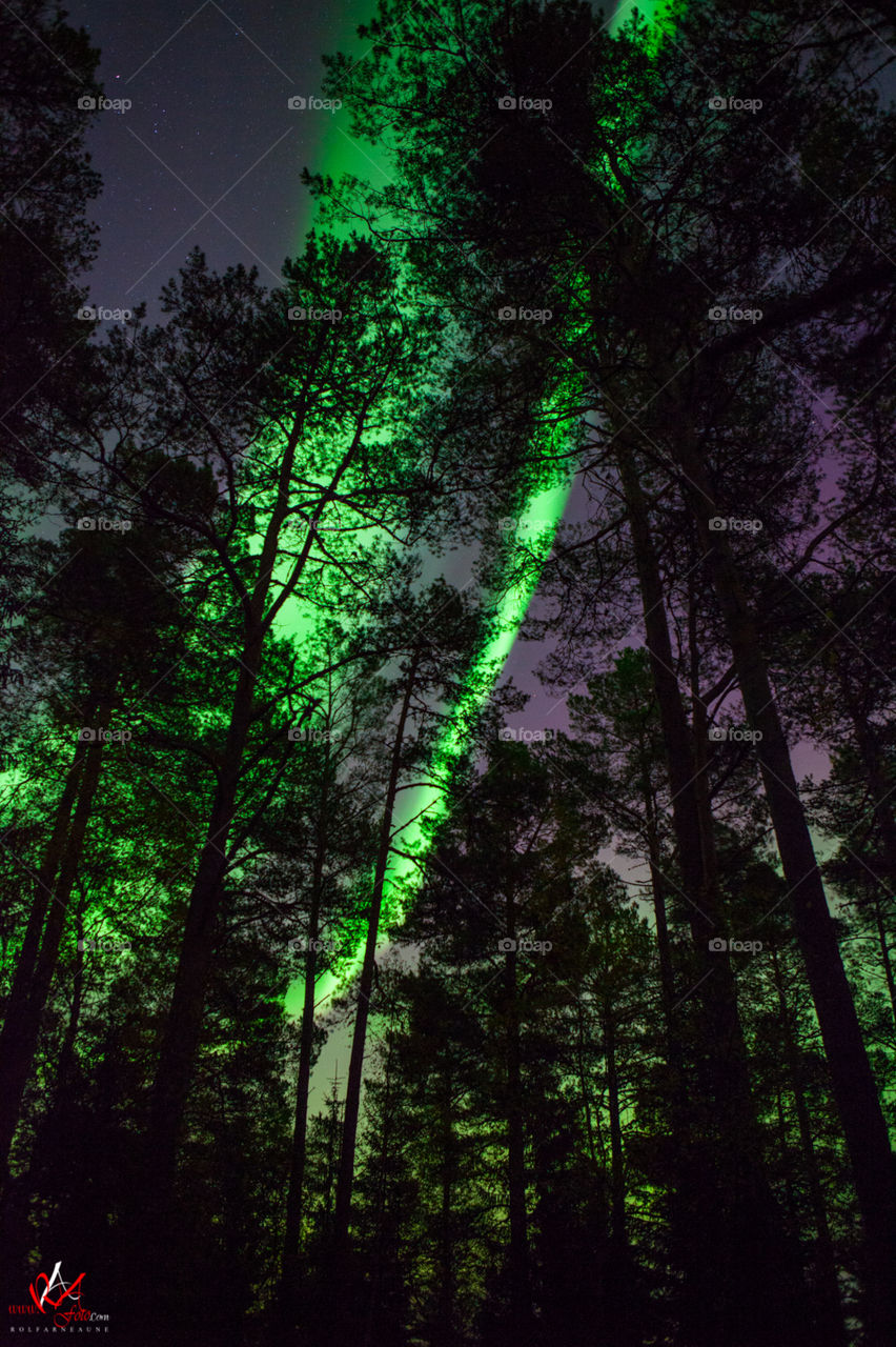 Northernlights in the woods