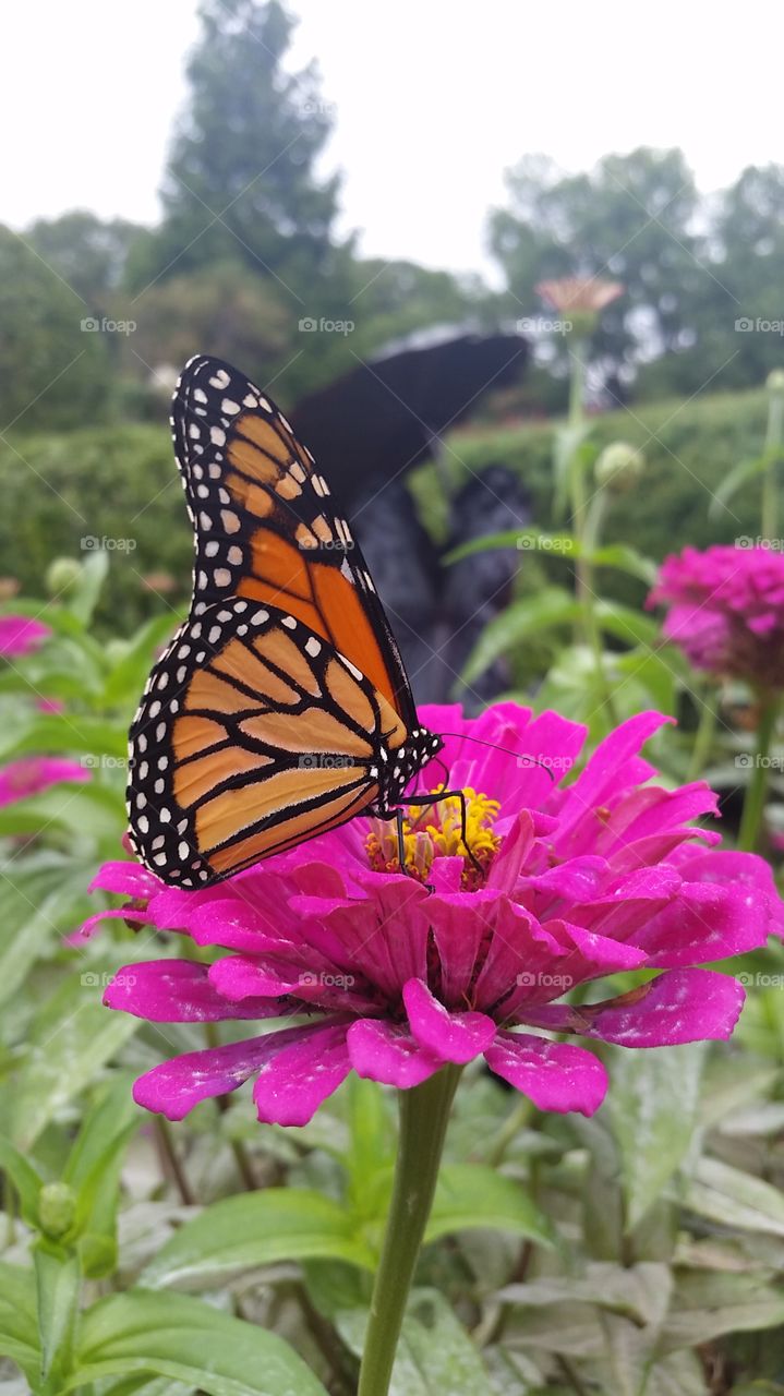 Beautiful butterfly on pink flower