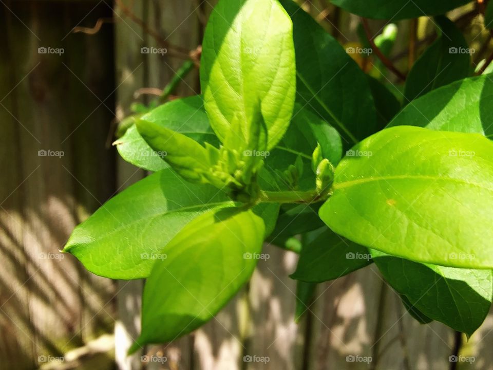 buds on a honeysuckle vine