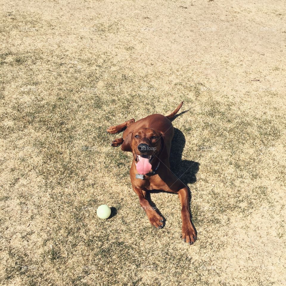 Playing at the dog park. Redbone Coonhound 1 1/2 years old