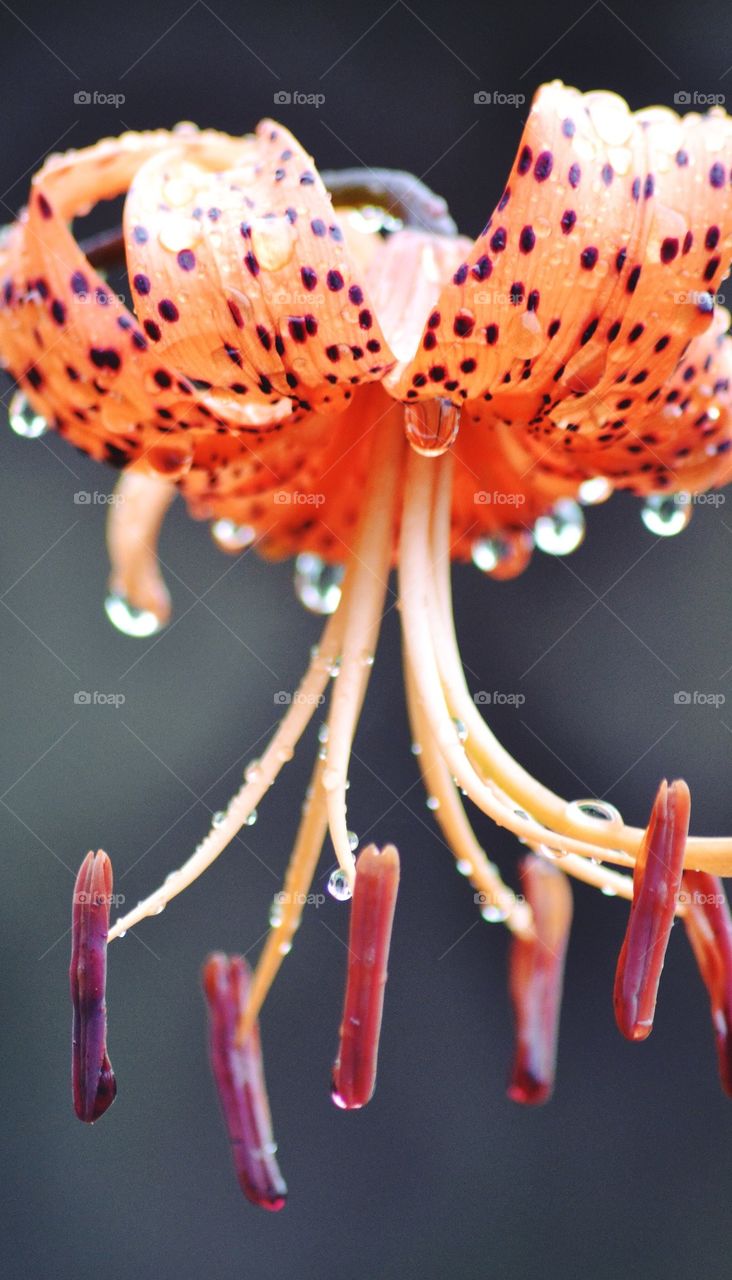 Dragon lily