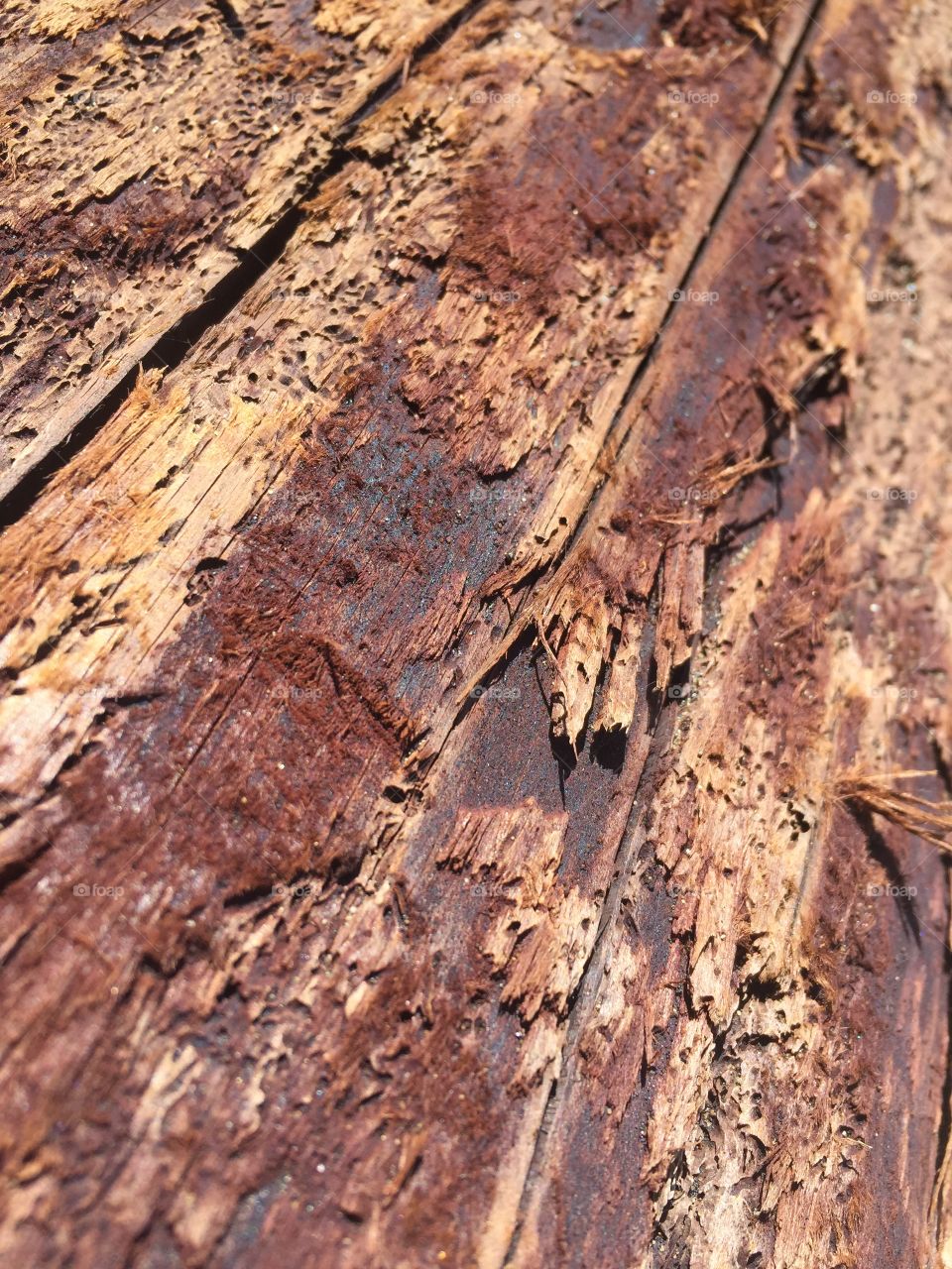 Bark, tree skin, brown