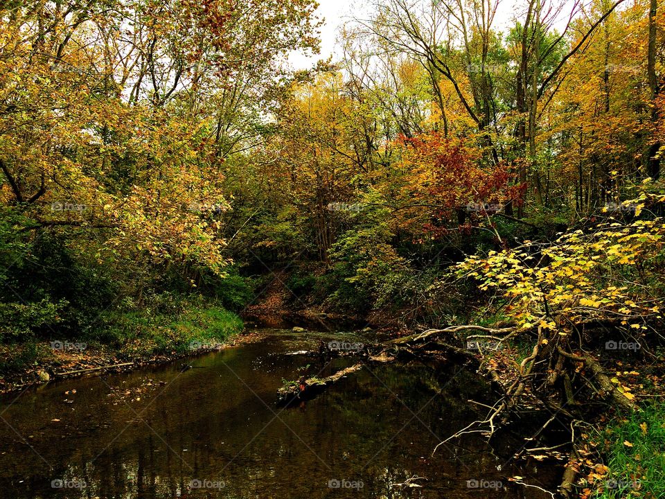 Stunning fall leaf color on trees surrounding a peaceful river in the forest 
