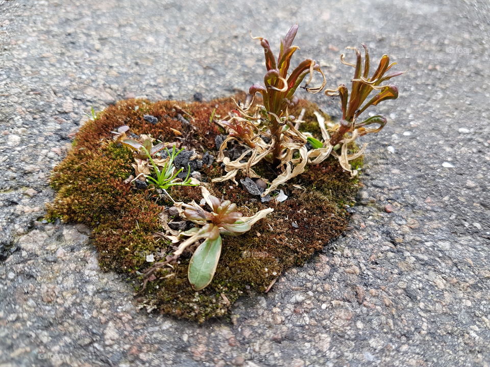 asphalt moss growth