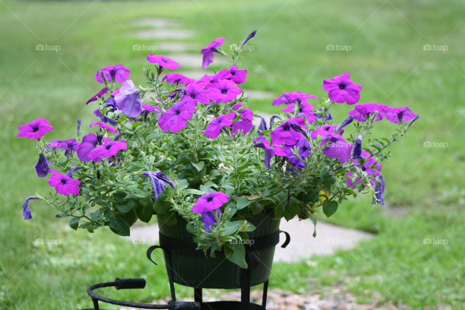 petunias