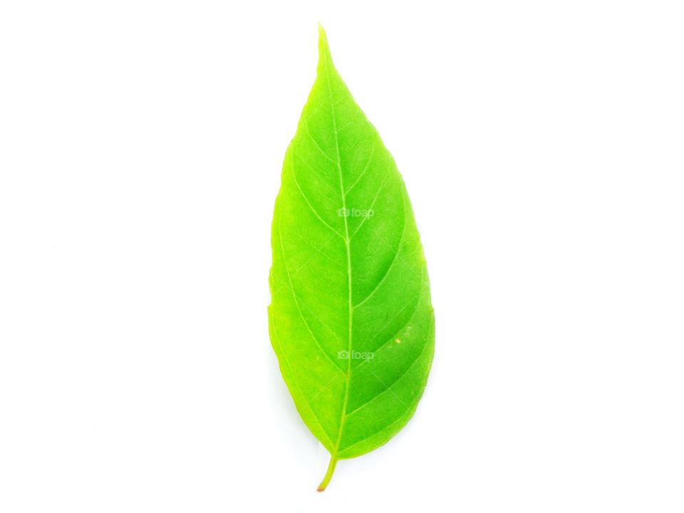 Leaf fresh with green color with white background