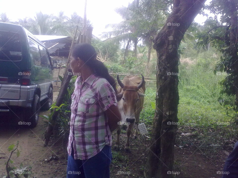 women and cow