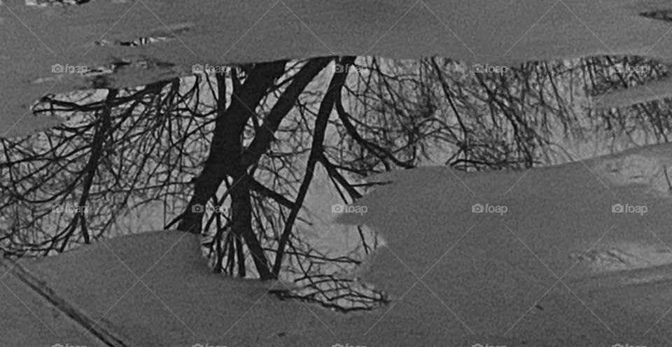 Daybreak, Puddle of Water, Reflection of Countryside Lakebed Trees onto Concrete Street. sign of Winter Leafless Branches, Trees Low Light Cloudy Overcast Sky. 