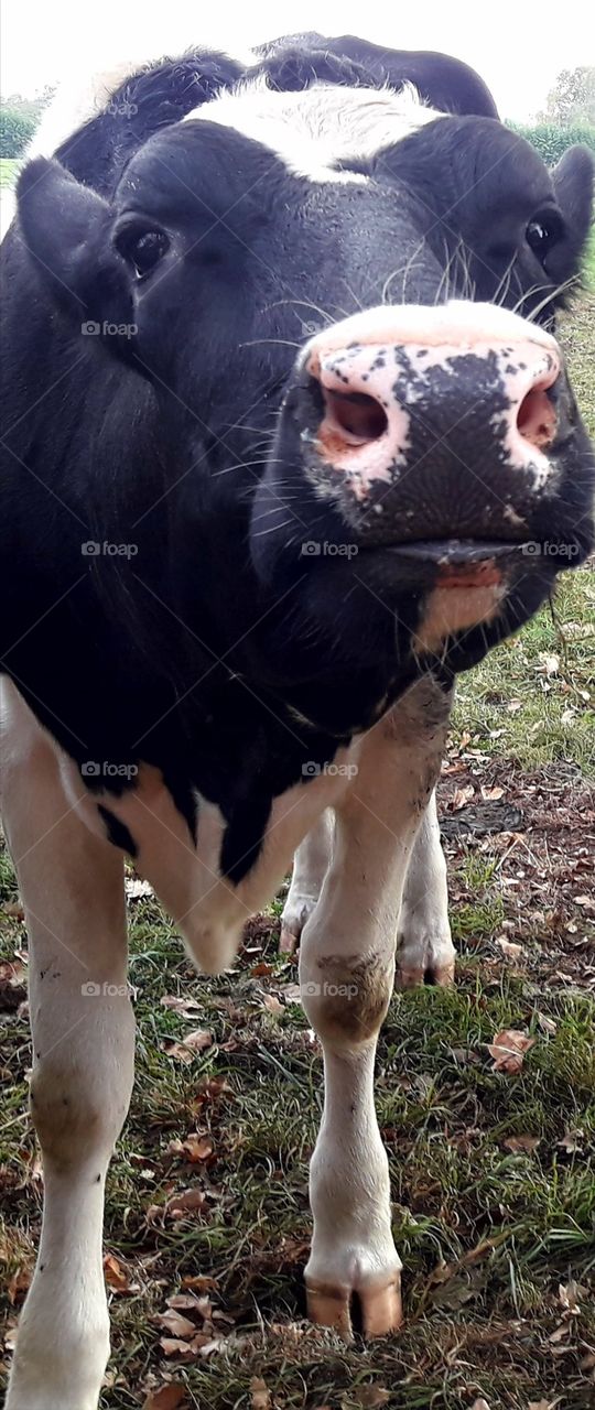 awesome cow