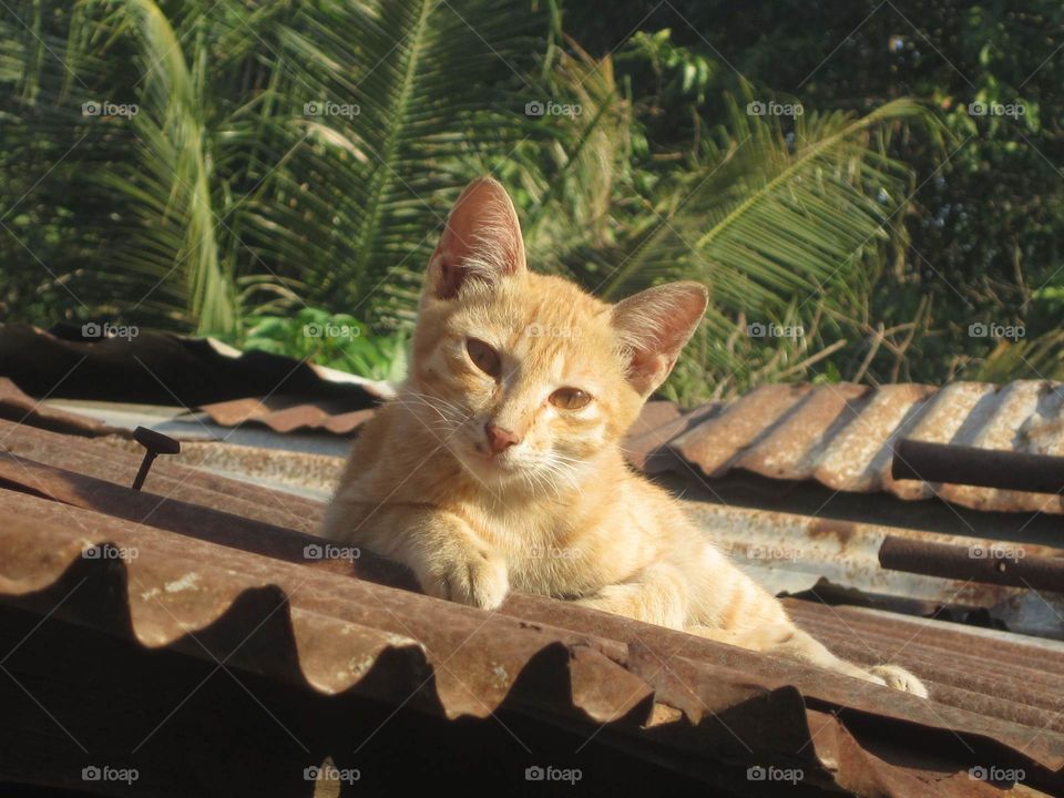 Cat on the roof