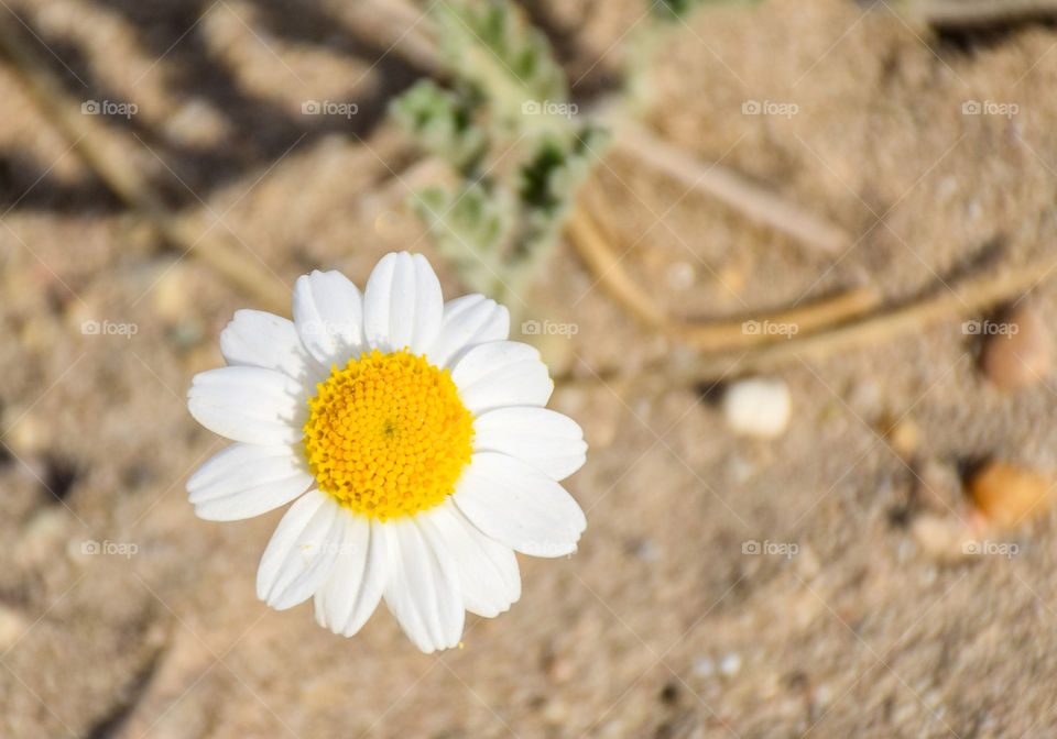 Daisy White Flower
