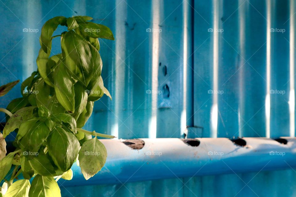 Basil growing in a tube urban gardening 