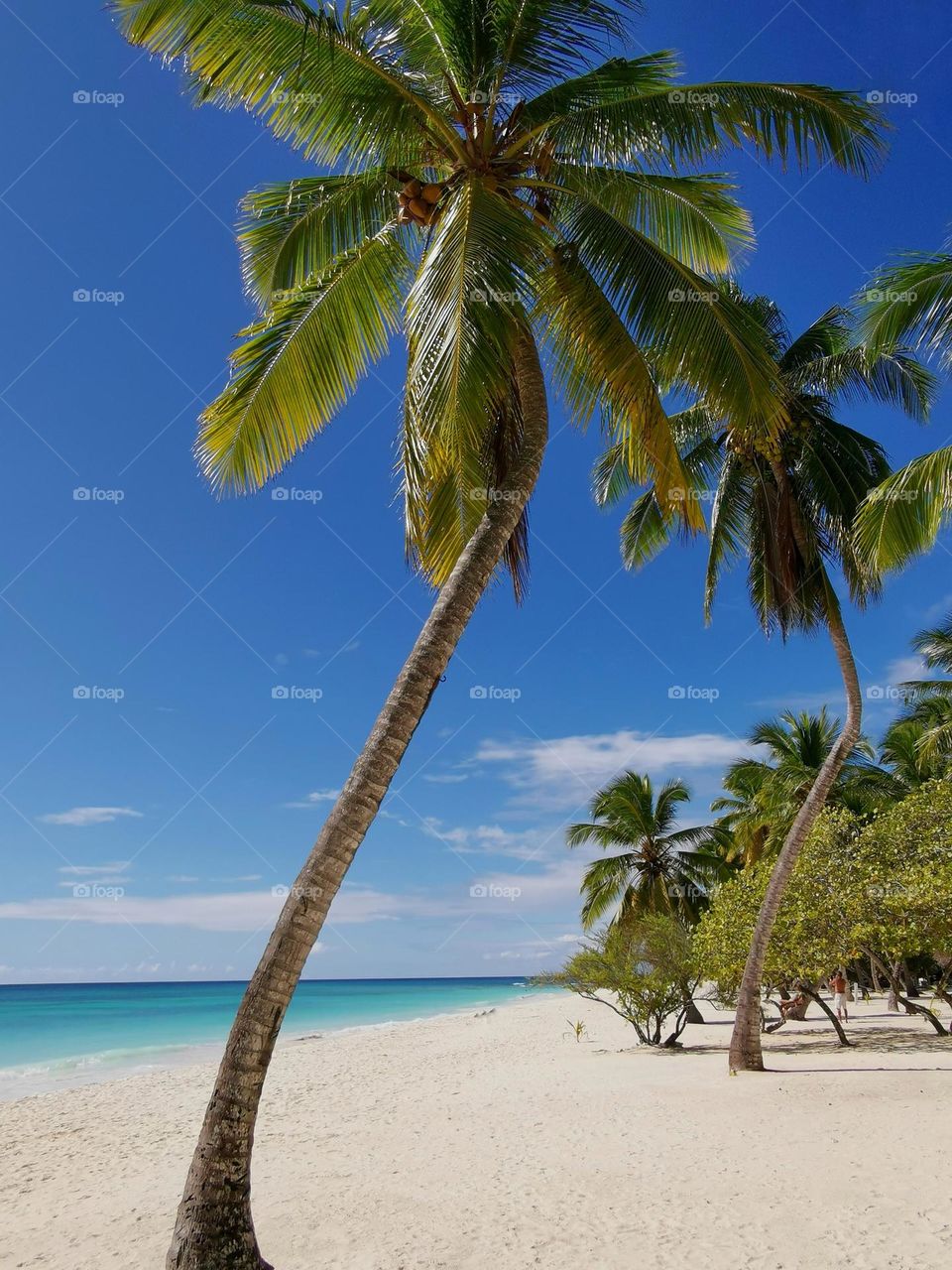 Travel to the Dominican Republic. Holiday in Dominican Republic. Seashore. Beautiful scenery. Seascape. Palm trees. Saona Island.