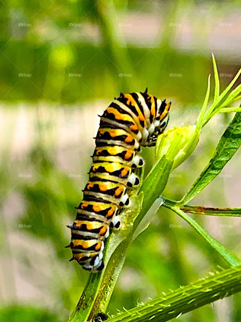 colorful caterpillar eating a green leaf on a sunny summer day