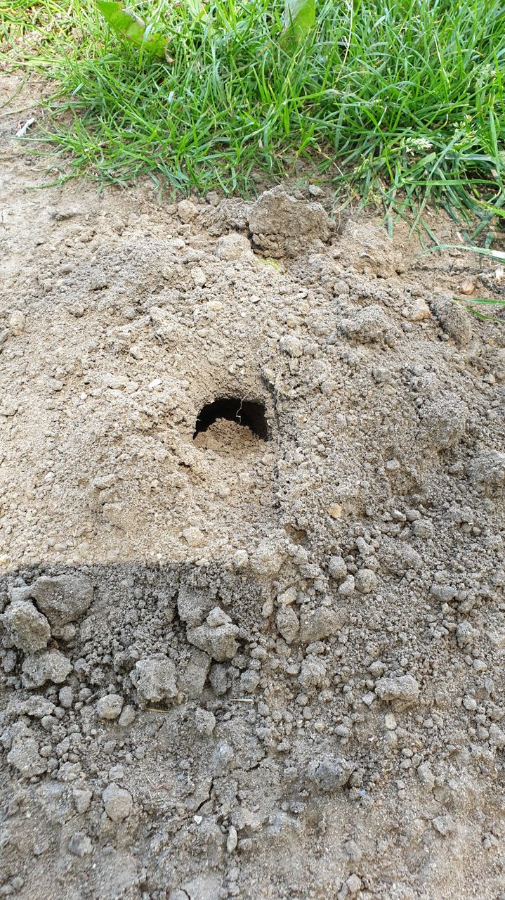 mouse hole in the ground