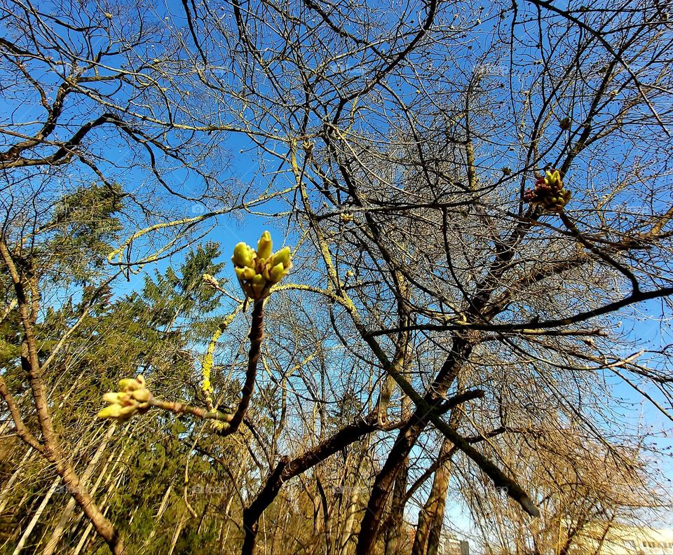 First sign of spring.