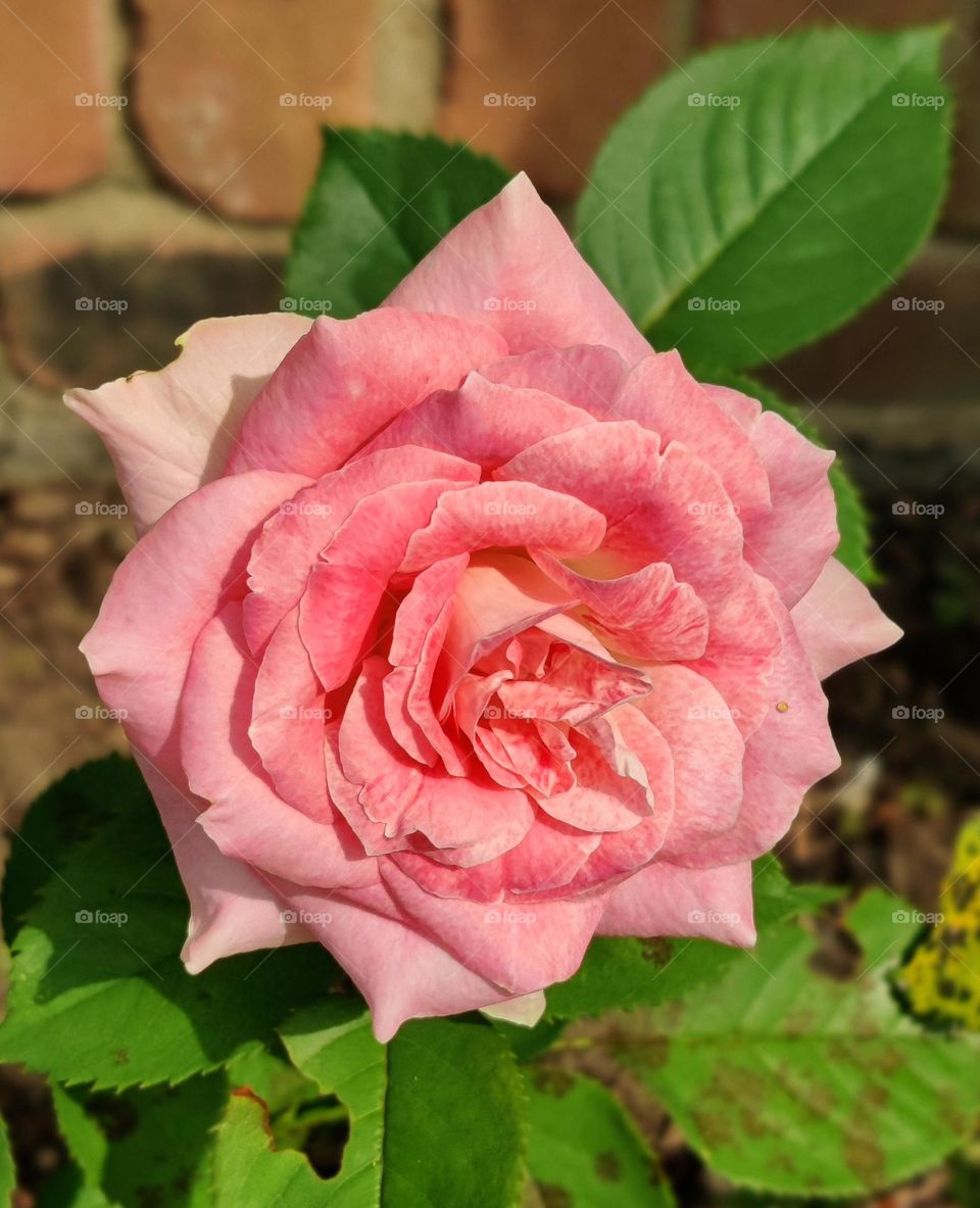 Pink rose in bloom