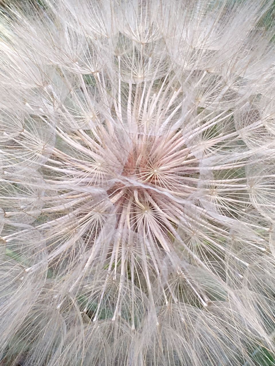 Beautiful perfect dandelion close up. Star. Feelings. Touch. Flower. Weed.