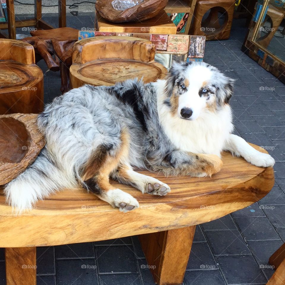 Beautiful dog resting on a wooden table ,photo taken in the fleet market of Old Jaffa 