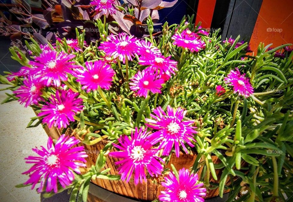 Harmony of nature gives you peace main attraction of happiness coming my way 