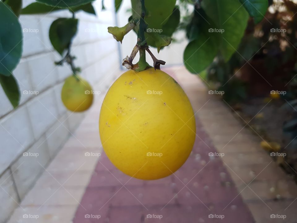 A lemon on the vine