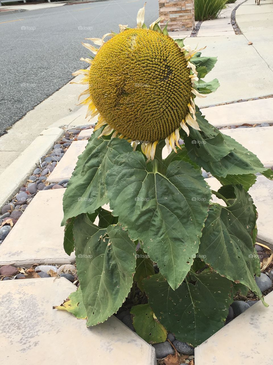 Street Flower