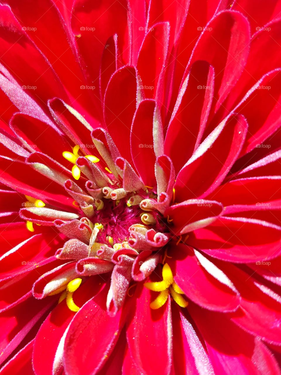 Close-up of red flower