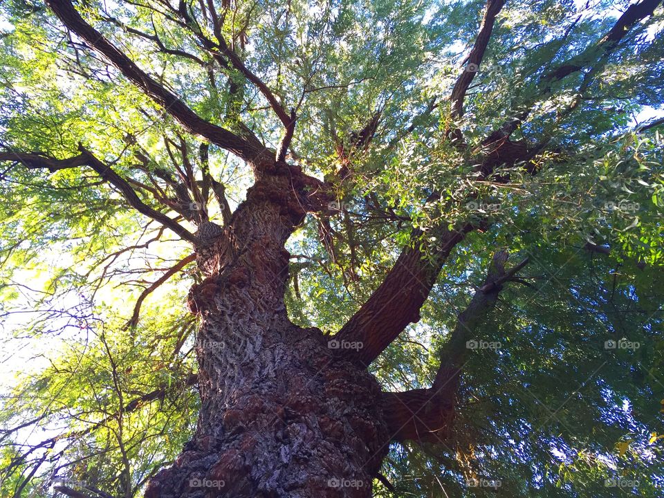 Low angle view of a tree