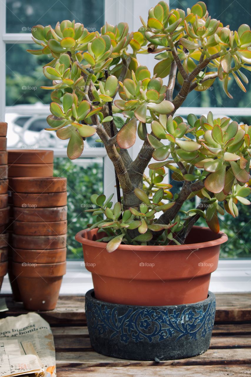 Houseplant in the greenhouse 