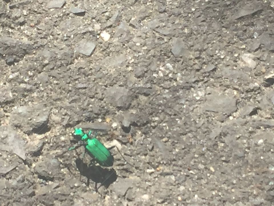 Green tiger Beetle