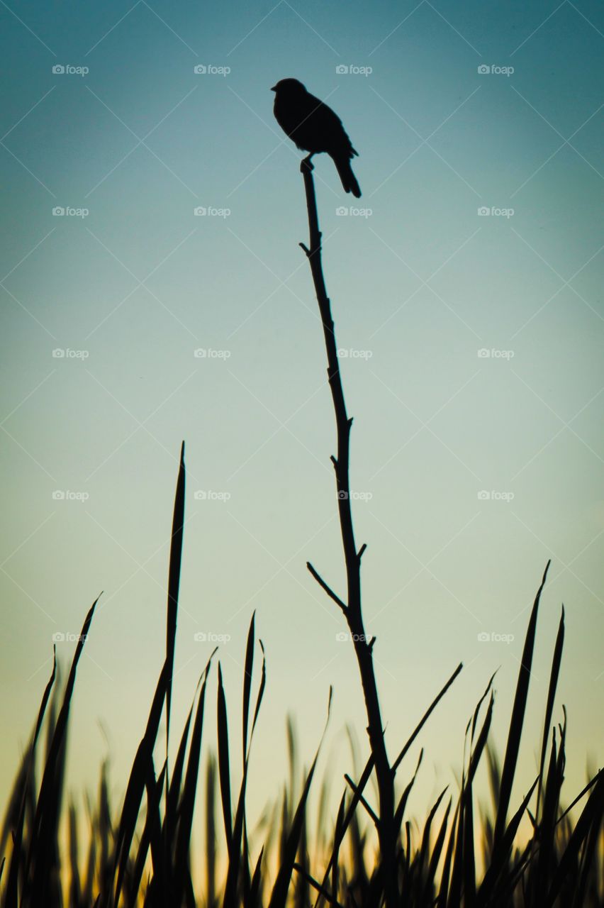 Blackbird Silhouette