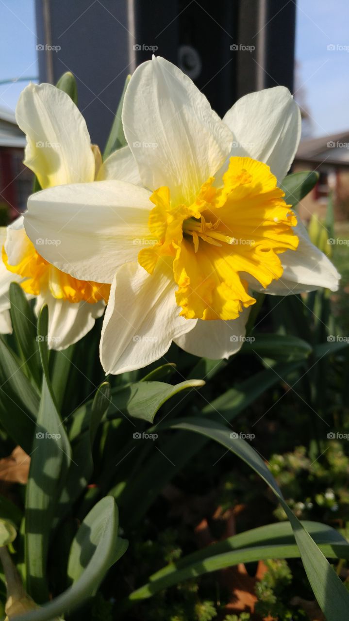A daffodil growing in my neighbor's front yard